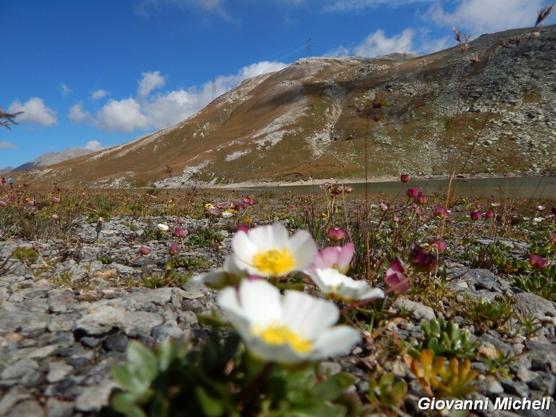 Ranunculus glacialis